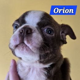 Orion - Red male Boston Terrier puppy in Omaha, Illinois from Puppi Guppies