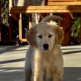 Golden Retriever Puppies from Ginn’s Golden Retrievers