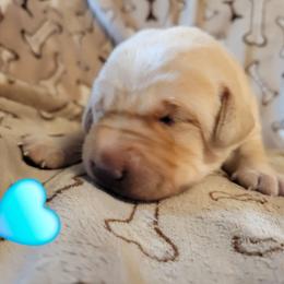 Miss Teal - Yellow female Labrador Retriever puppy in Deary, Idaho from Sunset Pines Labradors