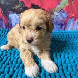 Maverick - Apricot male Maltipoo puppy in Lawrenceburg, Tennessee from LUV Poodles and Maltipoos