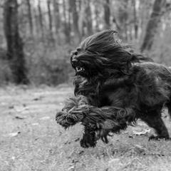 Briard Puppies from Sendero Briards