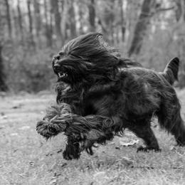 Briard Puppies from Sendero Briards