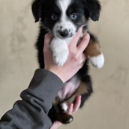Australian Shepherd, Miniature American Shepherd, Miniature Australian Shepherd, and Toy Australian Shepherd Puppies from Painted Blue Aussies
