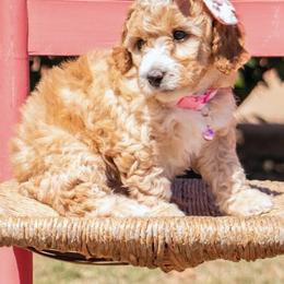 Aussiedoodle and Goldendoodle Puppies from Ever After Doodles Arizona