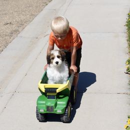 Bernedoodle, Goldendoodle, and Poodle Puppies from Raintree Standard Poodles & Mini Doodles
