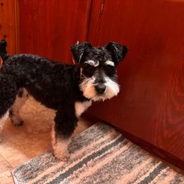 Georgie - Miniature Schnauzer
