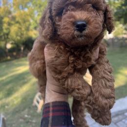 Maltipoo All Grown Up from Waffles puppies