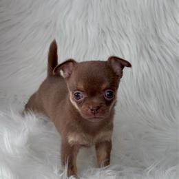 Maple - 4,820 - Chocolate and tan female Chihuahua puppy in Houston, Texas from The Chihuahua Haus
