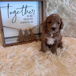 Male 6 - Red  male Goldendoodle puppy in Bucyrus, Missouri from Hill Top Pomskies