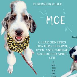 Moe - Bernedoodle