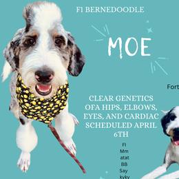Moe - Bernedoodle