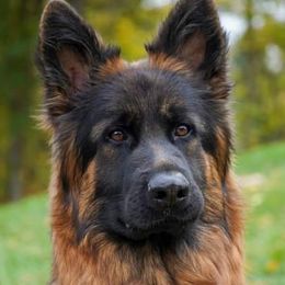 Arie - German Shepherd