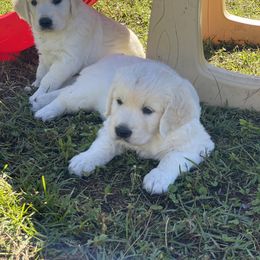 Golden Retriever Puppies from MC Goldens