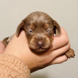 Butterscotch - Fawn (isabella) and tan female Dachshund puppy in Sterling, Colorado from Country Chics Doxies