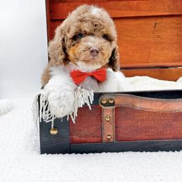 Snickers - Merle male Cockapoo puppy in North Carolina from NC Doodle Puppies
