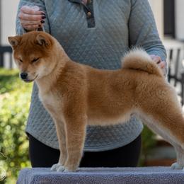 Shiba Inu Puppies from Evenfalls Shiba Inu