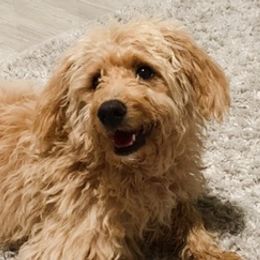 Goldendoodles from Greenwood’s Doodles