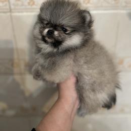 Max - Orange parti male Pomeranian puppy in El Paso, Texas from Texas quality pomeranians