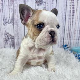 Brazil - Fawn and white female French Bulldog puppy in Hillsboro, Ohio from Pennington Family Frenchies