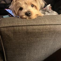 Yorkshire Terrier All Grown Up from Yorkie Love