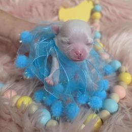Romeo - Cream and white male Chihuahua puppy in Brooksville, Florida from Daystars Chihuahuas