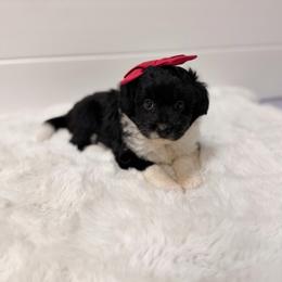 Ashley - Black tri-color female Aussiedoodle puppy in Sweetwater, Florida from Sandy Snout Doodles
