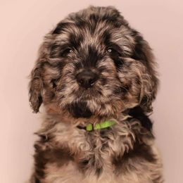 Double Doodle, Goldendoodle, and Sheepadoodle Puppies from Shaw Spring's Canines