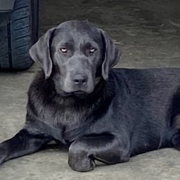 Ashleigh Greyce - Dilute Retriever