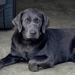 Ashleigh Greyce - Dilute Retriever