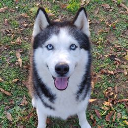 Kip - Siberian Husky