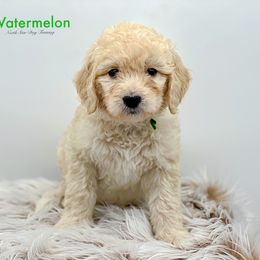 Watermelon - Cream Goldendoodle puppy in Lancaster, Minnesota from North Star Dog Training