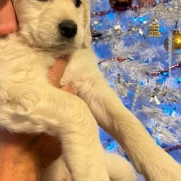 Golden Retriever Puppies from Panhandle PawsNClaws
