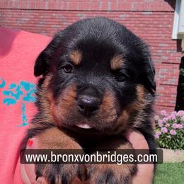 Male 1 - Black and tan male Rottweiler puppy in Danieslville, Georgia from Bronx Von Bridges Rottweilers