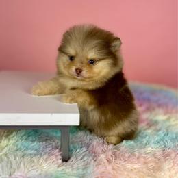 Baba - Chocolate merle male Pomeranian puppy in Antioch, California from Ray of Poms