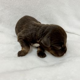Miniature Australian Shepherd Puppies from Pineywoods Pups