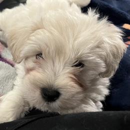 Stevie (red collar) - White male Miniature Schnauzer puppy in Port Orchard, Washington from Silver Bells Miniature Schnauzers