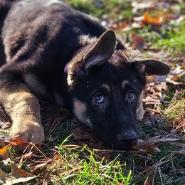 German Shepherd Puppies from Fern Hill Kennel