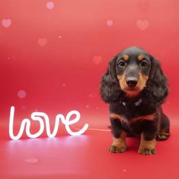 Blue Collar (Keeper) - Black and tan female Dachshund puppy in Zebulon, North Carolina from Salt of the Earth Dachshunds