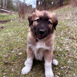 Girl 2 - Tan female Colorado Mountain Dog puppy in Cotopaxi, Colorado from Waterloo Mountain Farm