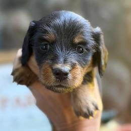 Orange Collar Longhair - Black and tan male Dachshund puppy in Cottonwood, California from Circle C Farm
