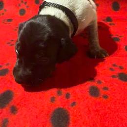 Black - Black roan male German Shorthaired Pointer puppy in Jackson, Georgia from Rosengrace Gsps (formerly Tiner GSP’s)