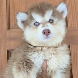 Girl 5 - Red and white female Siberian Husky puppy in Laurel Springs, North Carolina from Siberial