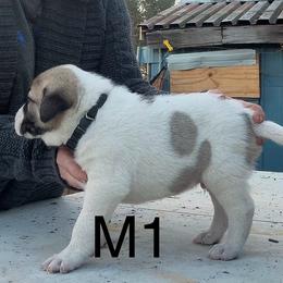 Male 1 - Fawn male Anatolian Shepherd Dog puppy in Daggett, Michigan from T&S Anatolians
