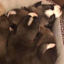 Pomskies from KY Pomsky Paws