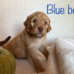 Goldendoodle Puppies from Jaymie's Doodles