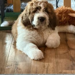 Saint Berdoodle Puppies from Country Manor Saint Berdoodles