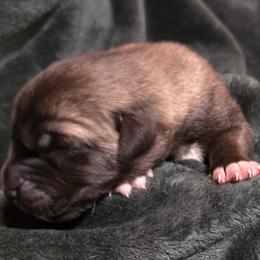 Girl 6 - Fawn female Anatolian Shepherd Dog puppy in Atl, Georgia from Florida Anatolian Shepherds