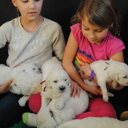 Golden Retriever Puppies from Dry Canyon Goldens