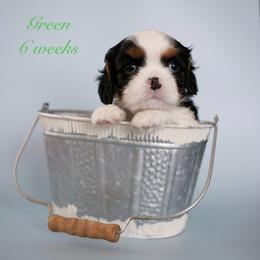 Green - Tri-color male Cavalier King Charles Spaniel puppy in Flagstaff, Arizona from Cadelia Cavalier King Charles Spaniels