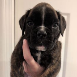 Euro - Maxine - Brindle female Boxer puppy in Campbellsville, Kentucky from Bellbox German Boxers